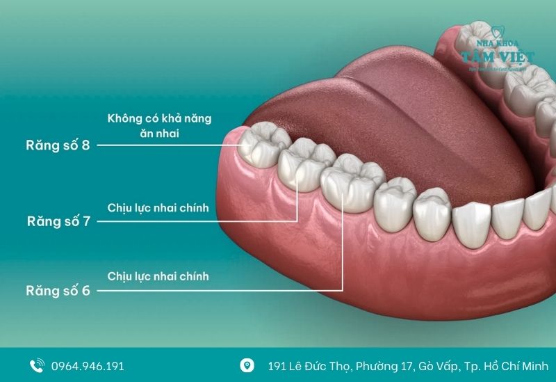 Hình ảnh răng số 7
