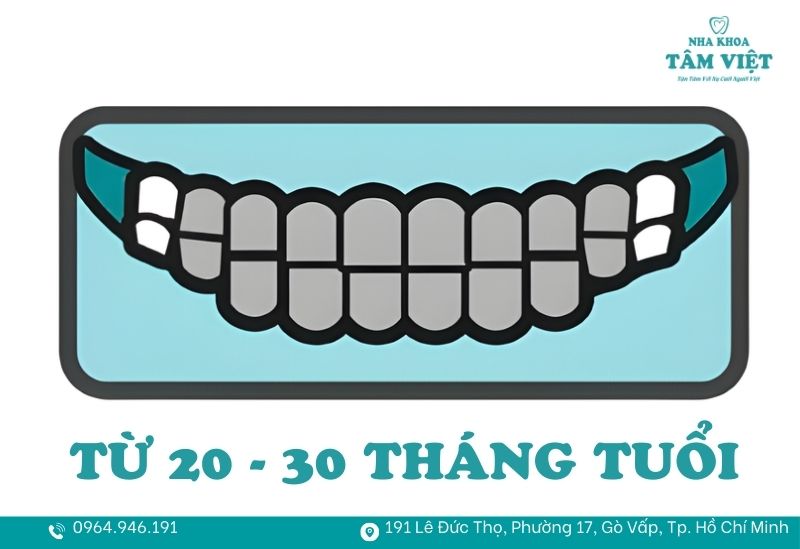 1 chiếc răng sữa mọc trong bao lâu và cách chăm sóc đúng 5 Bốn răng hàm sữa cuối cùng